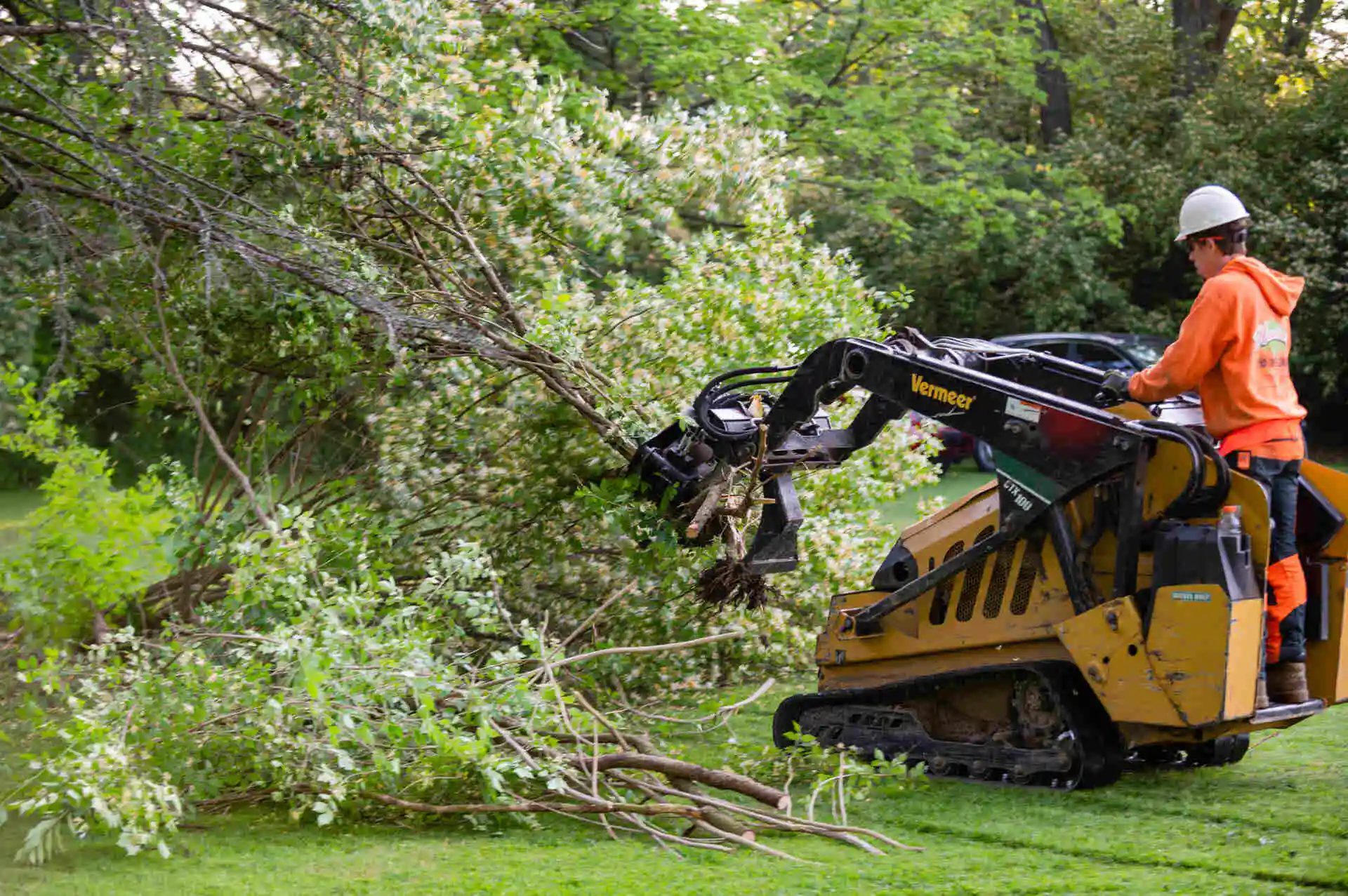 Tree removal specialist assessing hazardous leaning tree with ropes and cutting plan