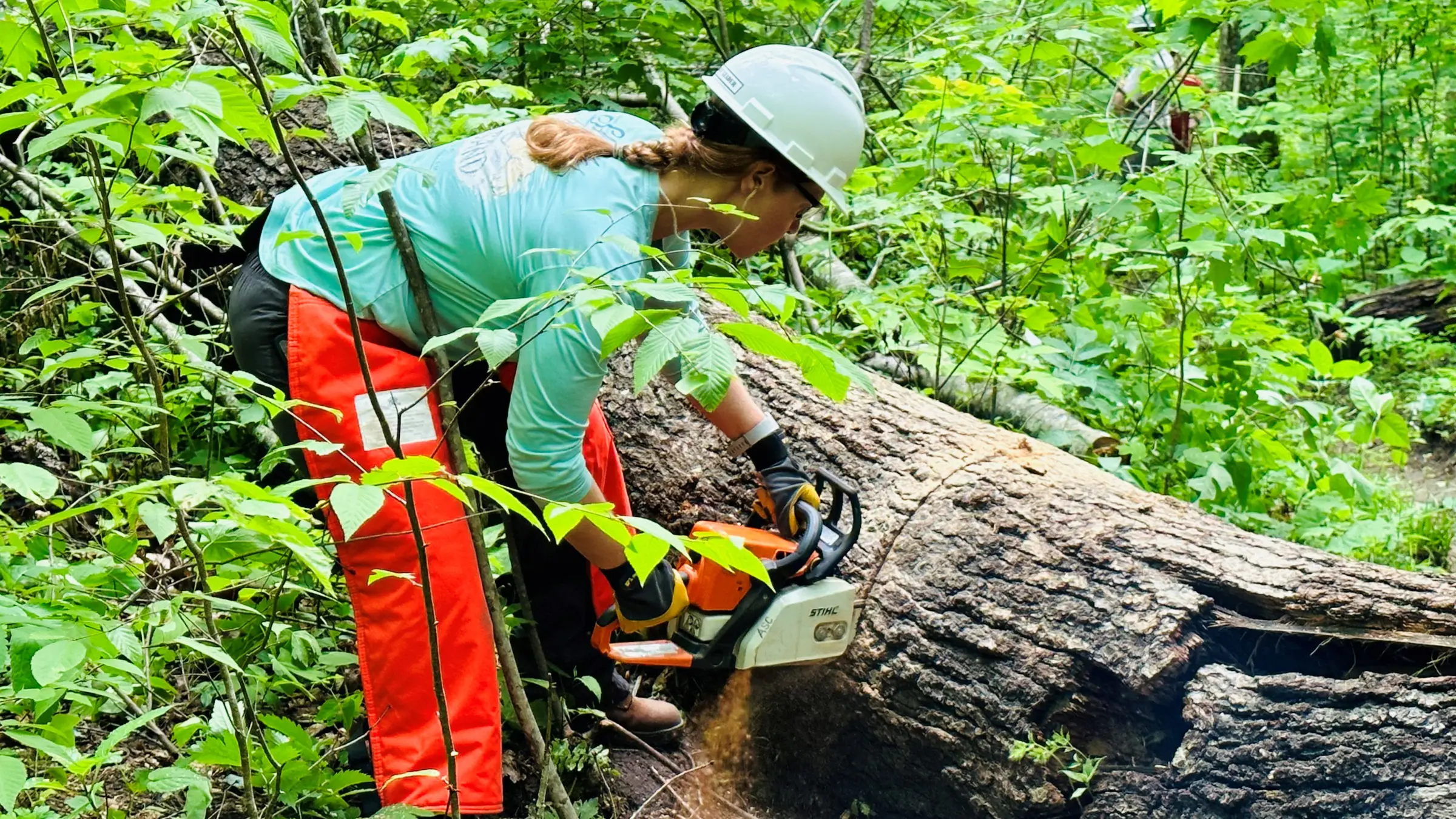 Crew removing large backyard tree near driveway before homeowner starts fence replacement project