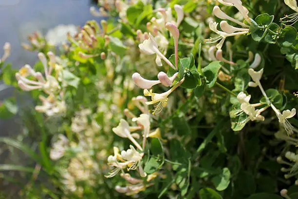 Crew removing dense honeysuckle growth along backyard tree line