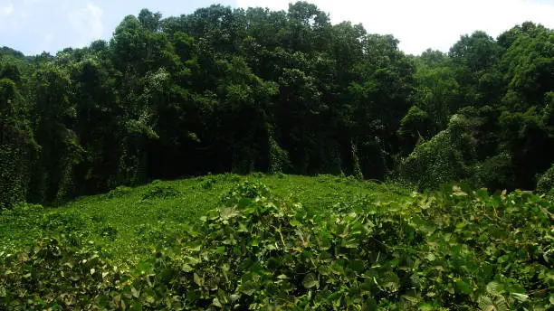 Skilled land clearing crew removing invasive kudzu from steep slope