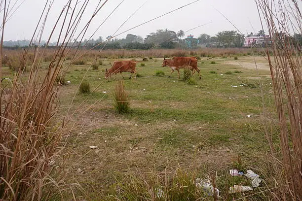 Skilled land clearing operator reclaiming pasture with specialized equipment