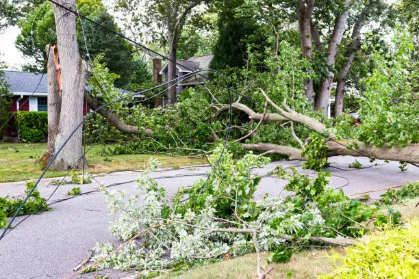 Skilled tree removal specialist sectioning large damaged tree with controlled cutting techniques