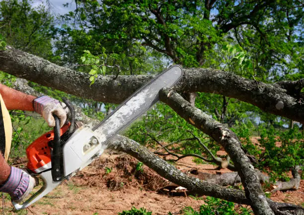 Crew removing large backyard tree beside fence and detached garage in Melody Hill