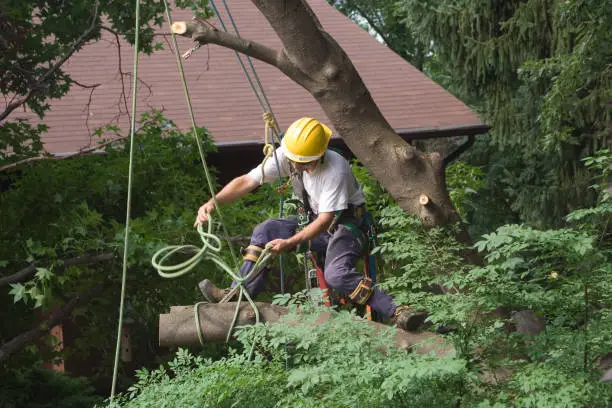 Crew removing large backyard tree beside fence and detached garage in Melody Hill