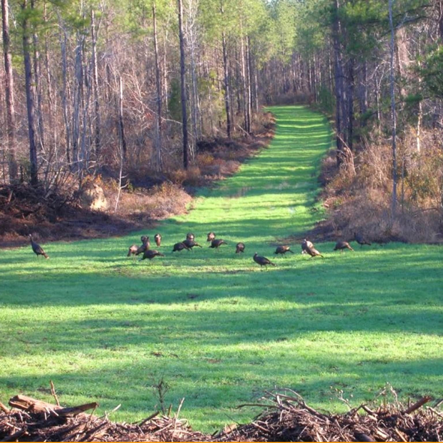 Experienced crew planning hunting plot clearing around access and terrain