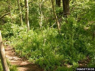 Experienced operator clearing invasive honeysuckle with precision equipment