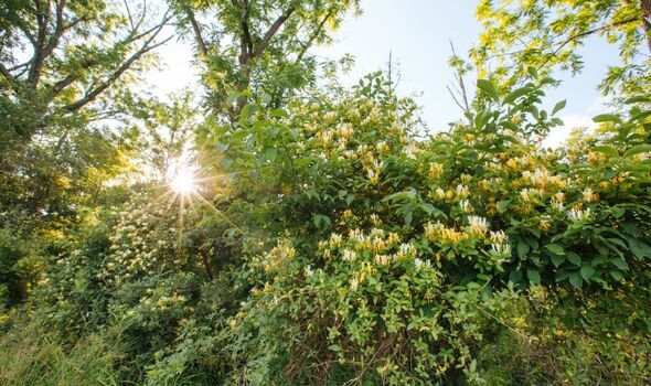 Crew removing dense honeysuckle growth along backyard tree line